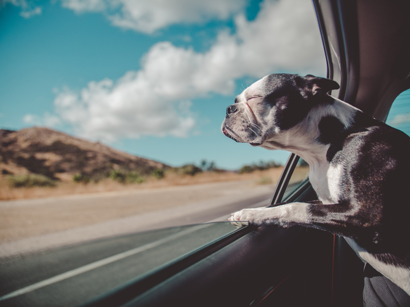 Photo of a dog sticking its head out of the window of a moving vehicle