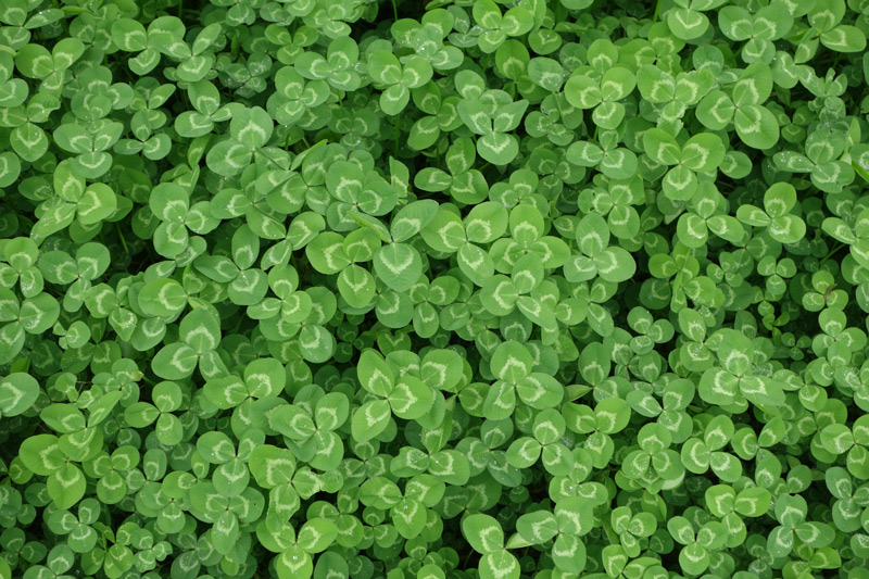 Up-close photo of a patch of green clovers