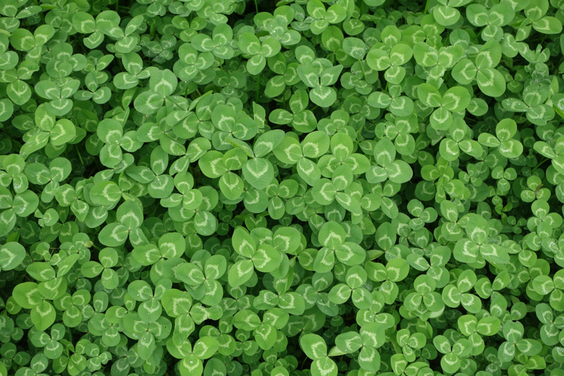 Happy Saint Patrick's Day! Up-close photo of a patch of green clovers